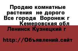 Продаю комнатные растения  не дорого - Все города, Воронеж г.  »    . Кемеровская обл.,Ленинск-Кузнецкий г.